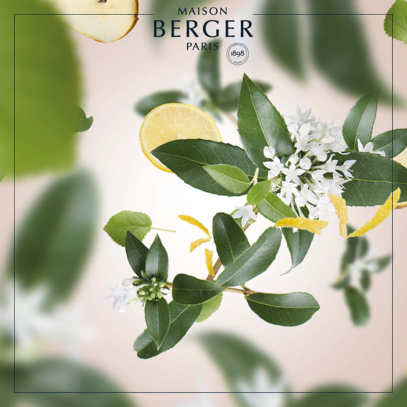 Delicate Osmanthus Clear Cube Scented Bouquet