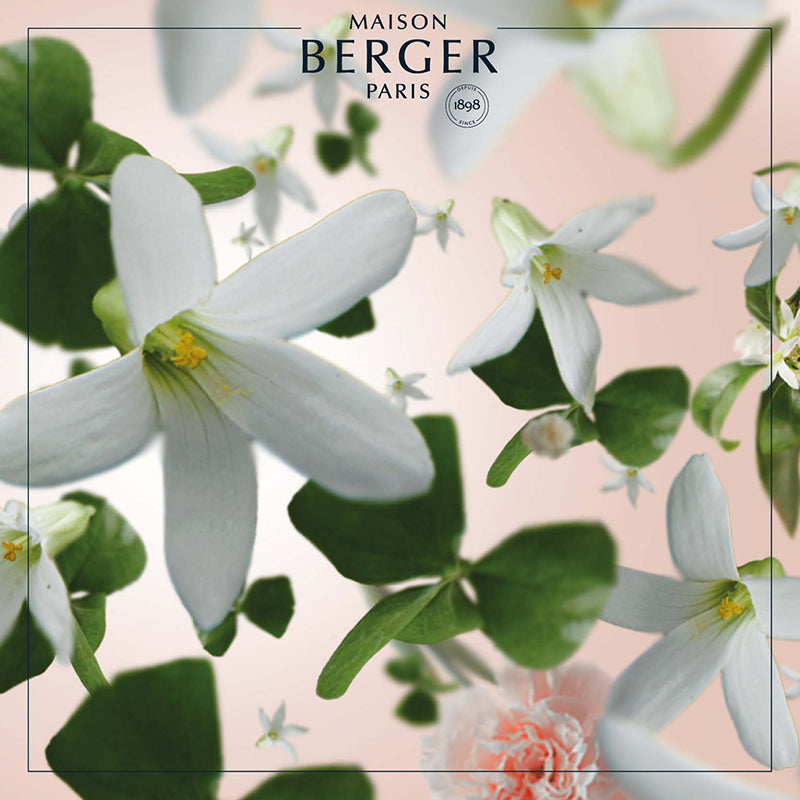Precious Jasmine Cube Scented Bouquet