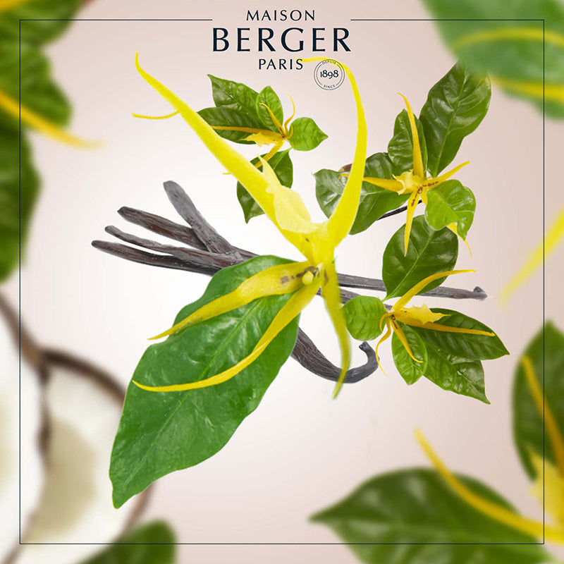 Ylang's Sun Clear Cube Scented Bouquet