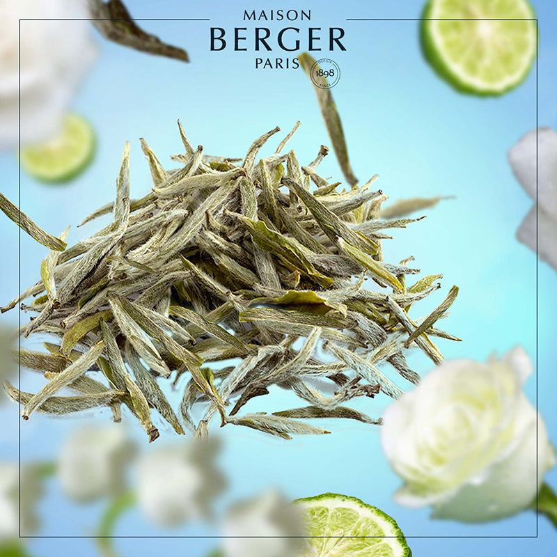 Pure White Tea Lamp Refill - Maison Berger Paris
