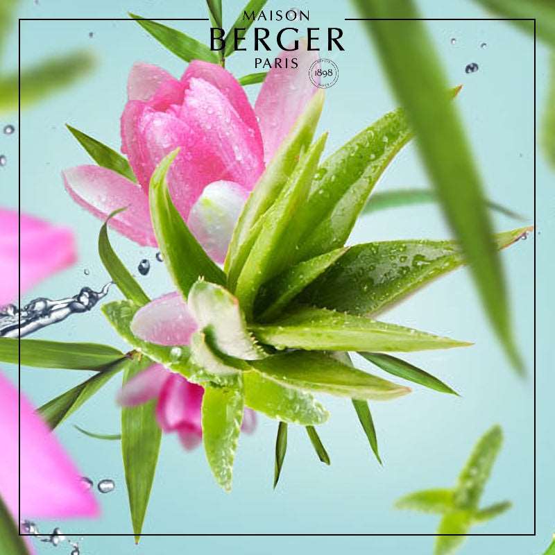 Aloe Vera Water Bouquet Refill 200ml - Maison Berger Paris