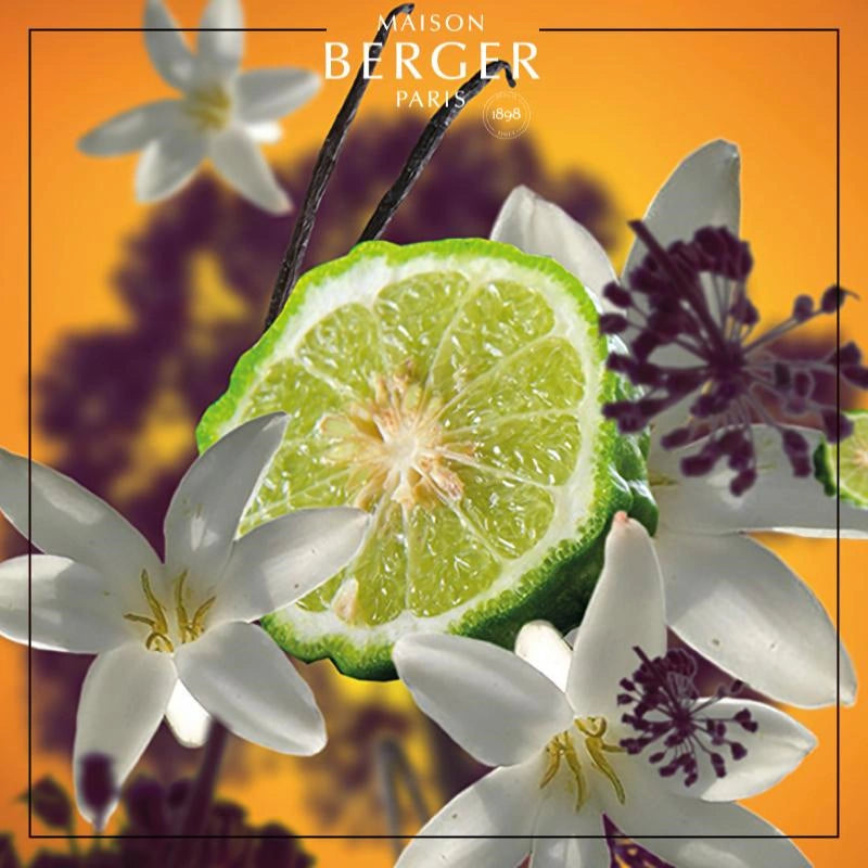 Black Angelica Bouquet Refill 200ml - Maison Berger Paris